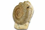Jurassic Ammonite and Gastropod Cluster - Fresney, France #334774-2